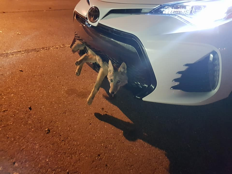 Illustration for article titled Guy Tries To Coyote Swap His New Camry